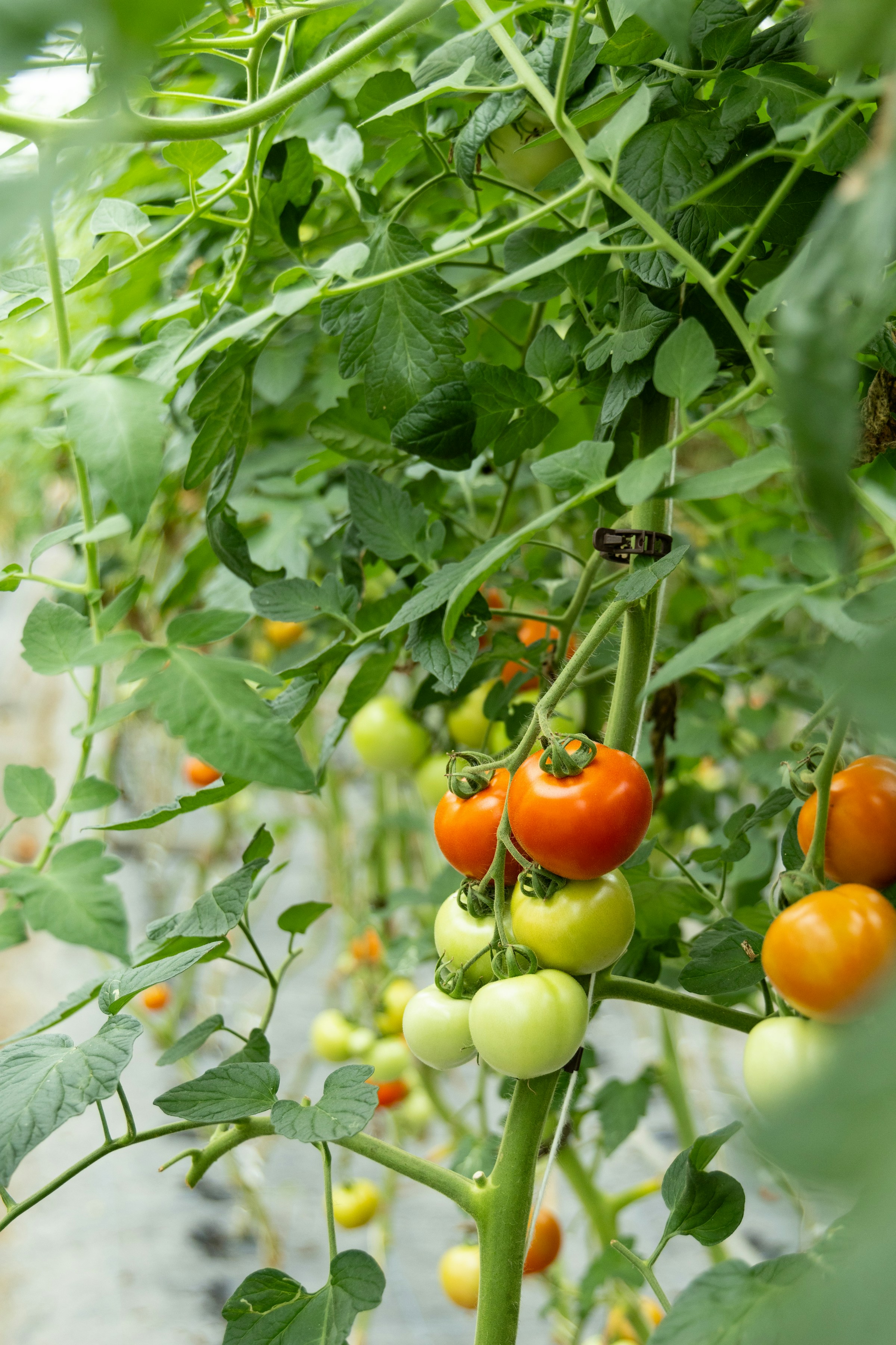 Rispen mit grünen und roten Tomaten an einer Pflanze.