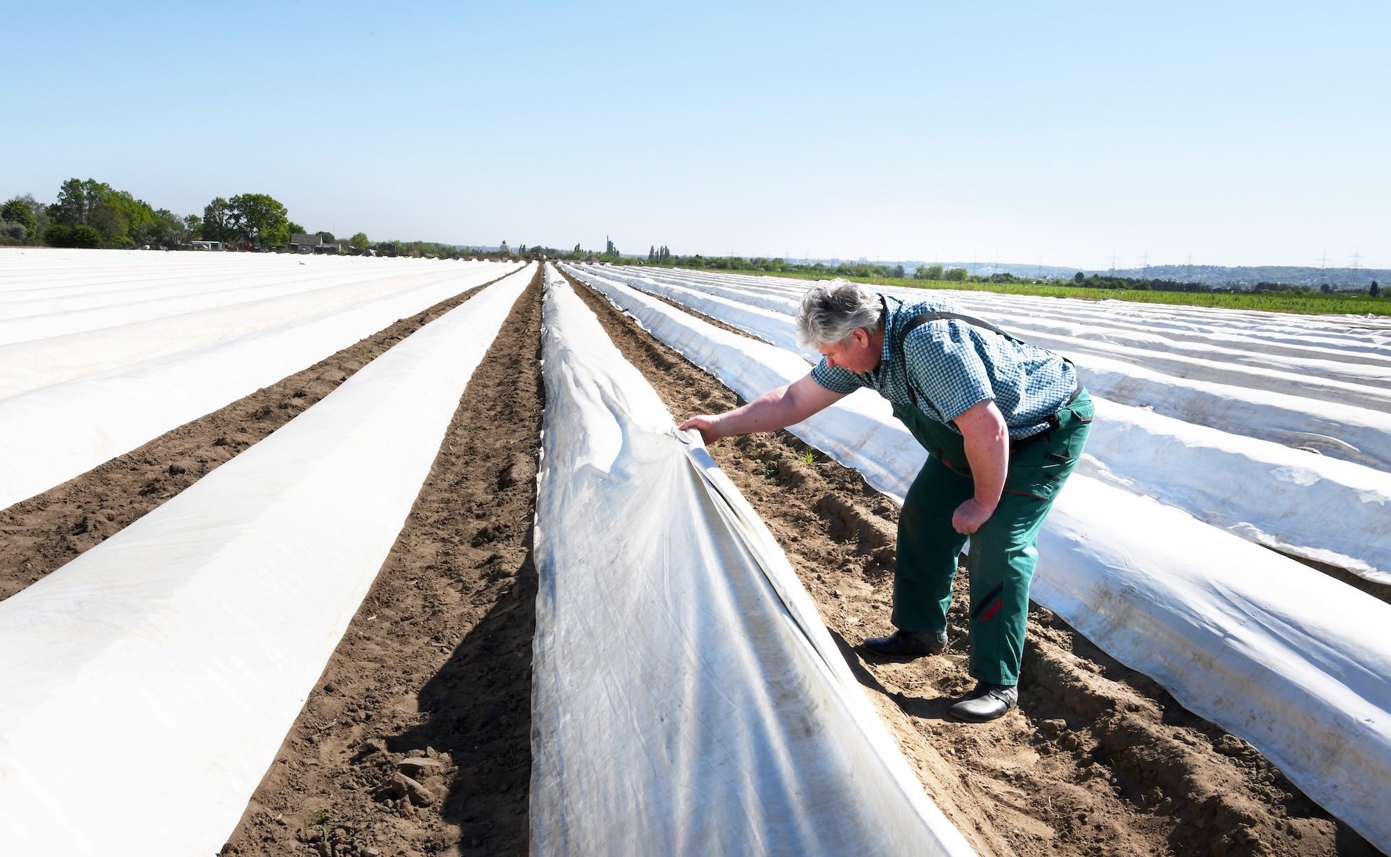Nachhaltiger Spargelanbau auf dem Biohof Palm: Bauer Palm bei der Kontrolle der mit Folie abdeckten Spargeldämme auf dem Feld.